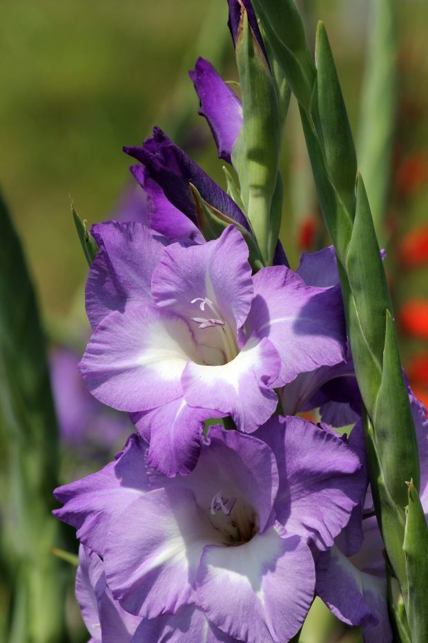 Kako se pravilno neguju gladiole: visoko cveće koje krasi najlepša dvorišta u Srbiji (FOTO + VIDEO)