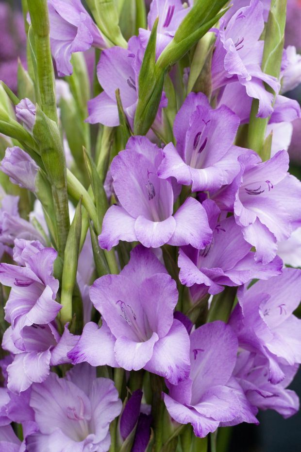 Kako se pravilno neguju gladiole: visoko cveće koje krasi najlepša dvorišta u Srbiji (FOTO + VIDEO)