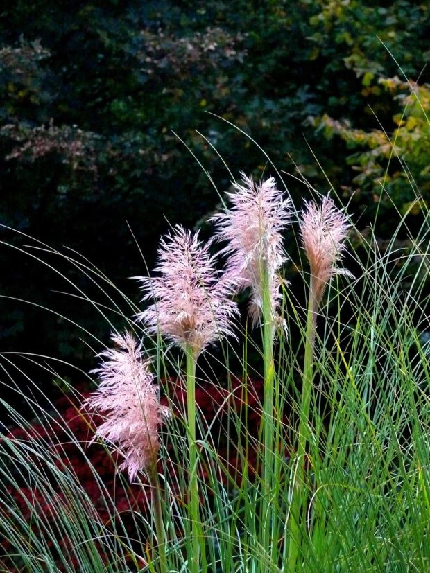 PAMPAS TRAVA UKRAŠAVA JESENJU BAŠTU: Kako se gaji ukrasna trava Cortaderia selloana (SAVETI)