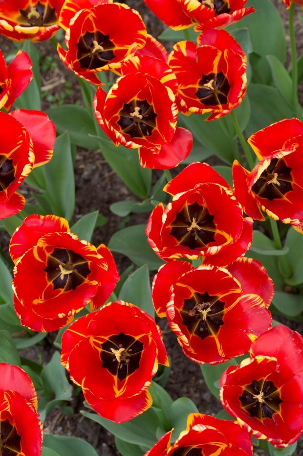 LALA 'BANJA LUKA' NAJZAD PROCVETALA I U GRADU BANJALUCI: prelepa sorta lala osvojila i Holandiju (FOTO GALERIJA + DARWIN HYBRID TULIP )