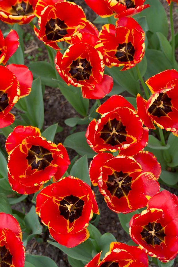 LALA 'BANJA LUKA' NAJZAD PROCVETALA I U GRADU BANJALUCI: prelepa sorta lala osvojila i Holandiju (FOTO GALERIJA + DARWIN HYBRID TULIP )