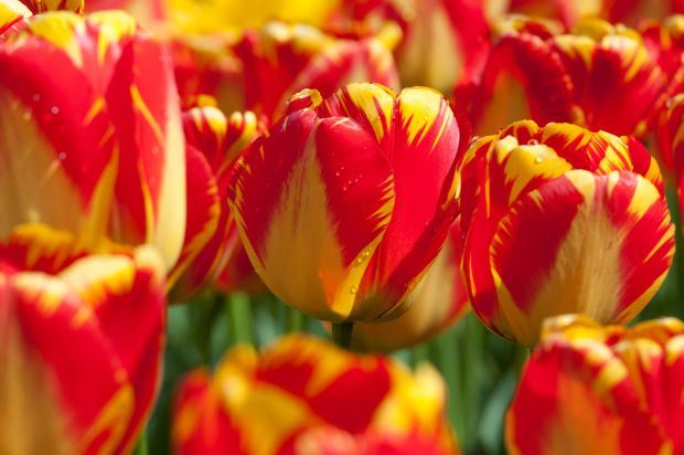 LALA 'BANJA LUKA' NAJZAD PROCVETALA I U GRADU BANJALUCI: prelepa sorta lala osvojila i Holandiju (FOTO GALERIJA + DARWIN HYBRID TULIP )