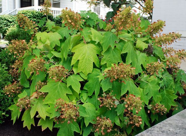 DA LI JE OVA HORTENZIJA LEPŠA OD SVIH: ova hrastolika cvetnica oduševiće vas i u jesen (Hydrangea quercifolia + FOTO)