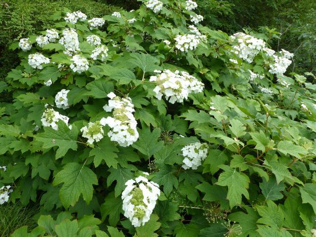 DA LI JE OVA HORTENZIJA LEPŠA OD SVIH: ova hrastolika cvetnica oduševiće vas i u jesen (Hydrangea quercifolia + FOTO)