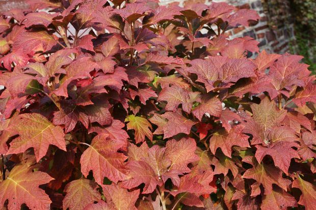 DA LI JE OVA HORTENZIJA LEPŠA OD SVIH: ova hrastolika cvetnica oduševiće vas i u jesen (Hydrangea quercifolia + FOTO)