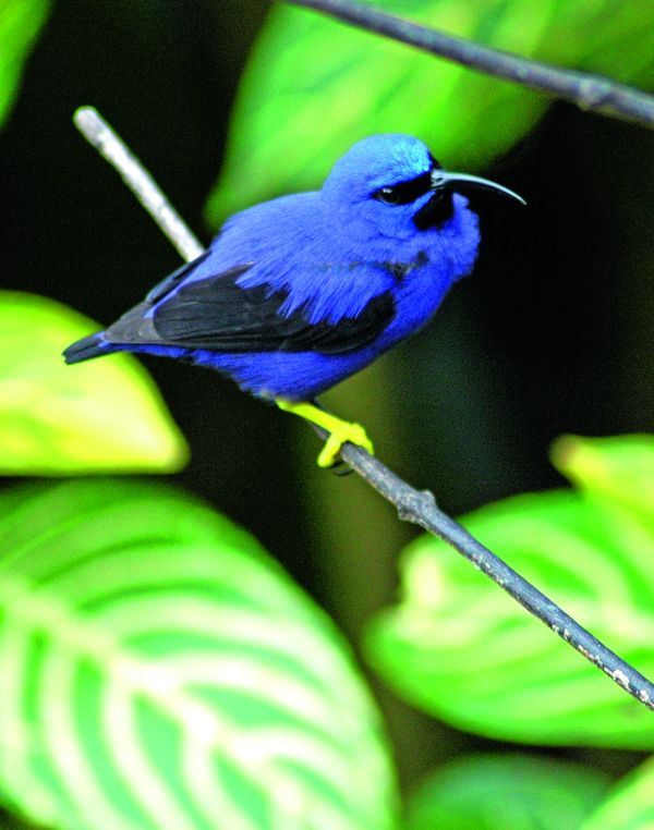 Egzotika karipskih ostrva