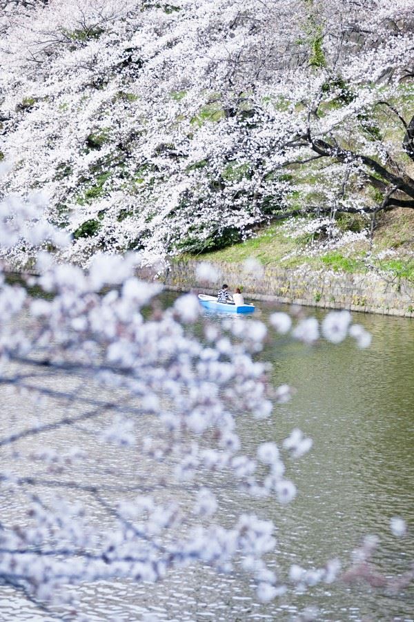 Cvat trešnje u Japanu