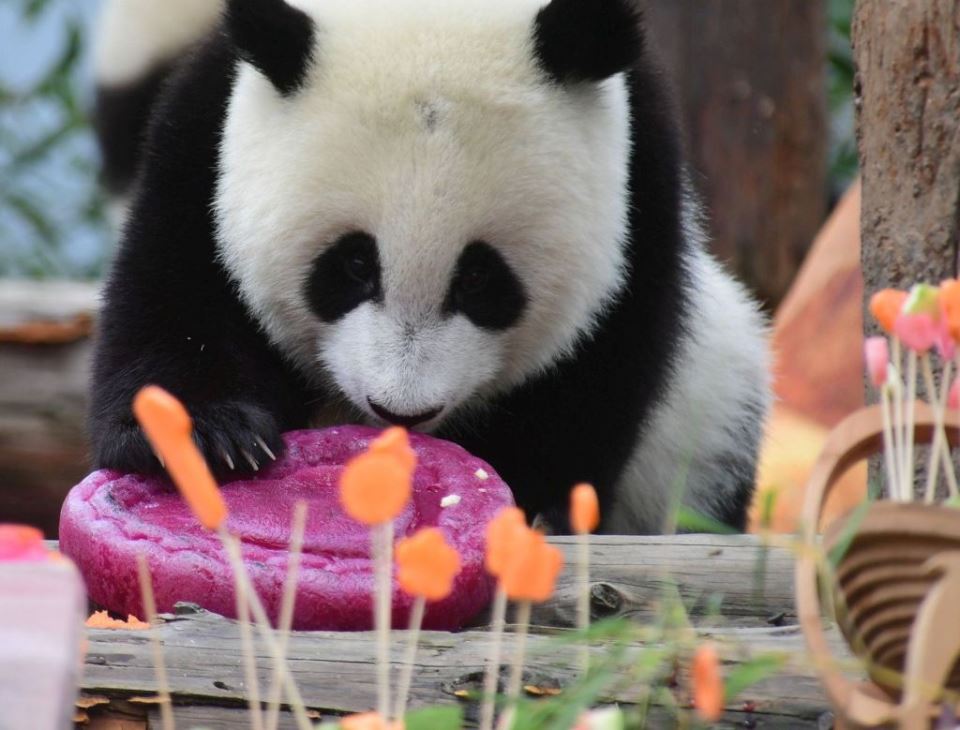 KAKO PANDE SLAVE ROĐENDAN: zabava za pamćenje, glavna grickalica - bambus! (FOTO)