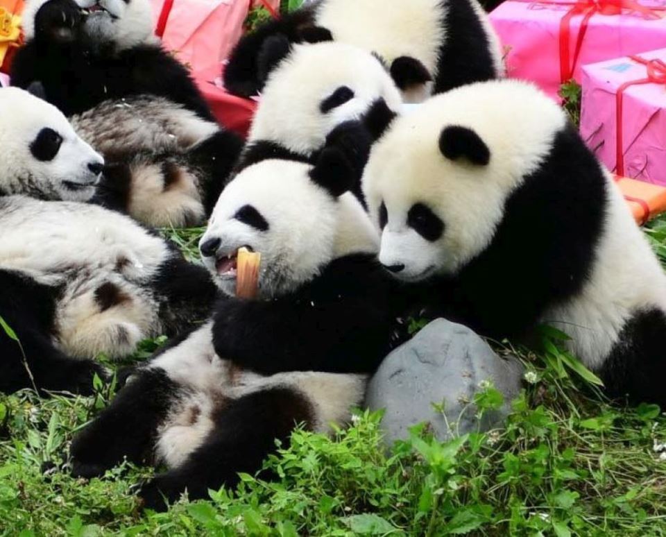 KAKO PANDE SLAVE ROĐENDAN: zabava za pamćenje, glavna grickalica - bambus! (FOTO)