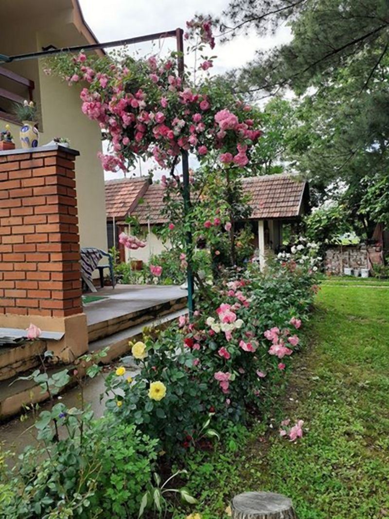 porodicna_basta_za_mastanje_u_krusevcu_dvoriste_inspirisano_ljubavlju_i_slogom_vase_baste_foto_01_816650213.jpeg