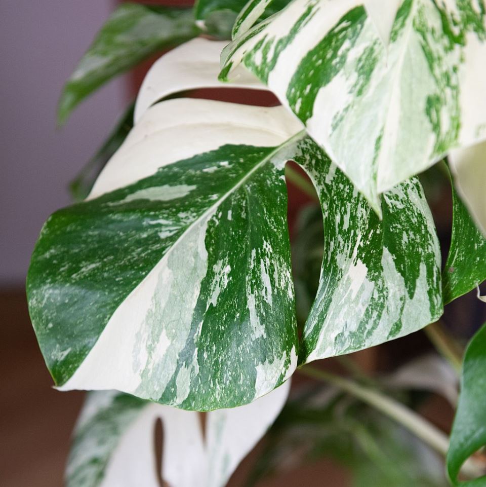 1. VARIEGATA MONSTERA DELICIOSA