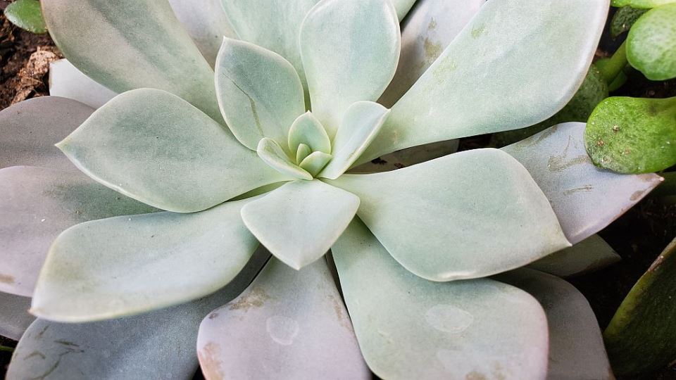 Čuvarkuća Echeveria Cante