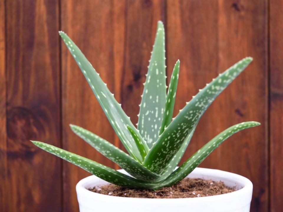 Aloe vera