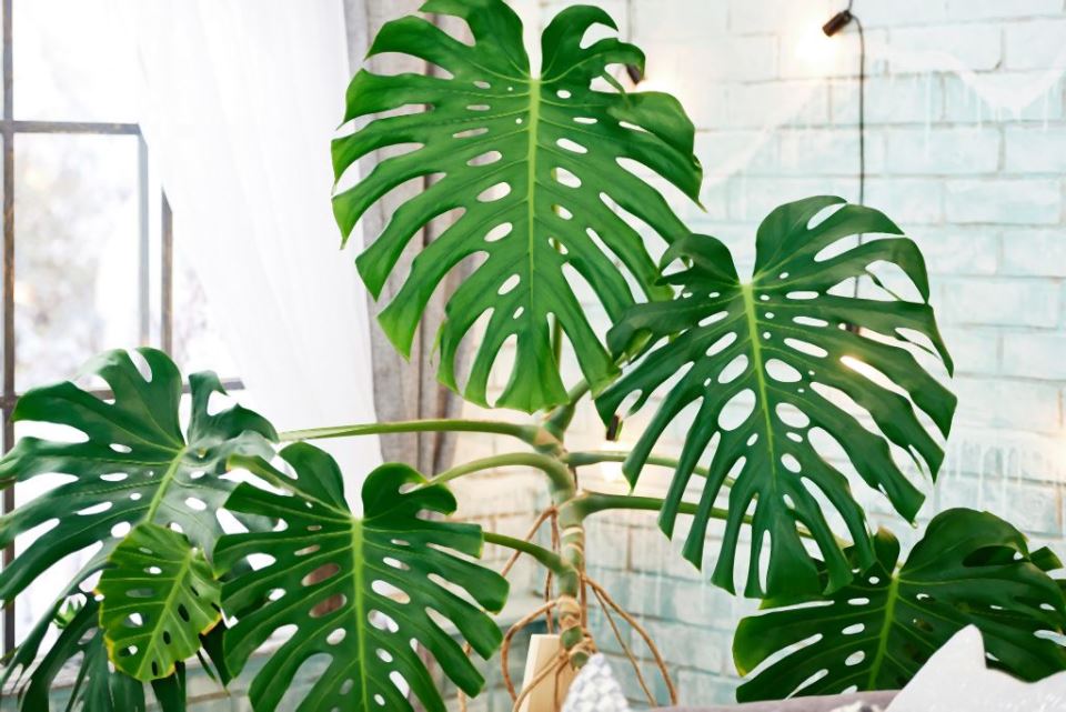 filodendron monstera deliciosa