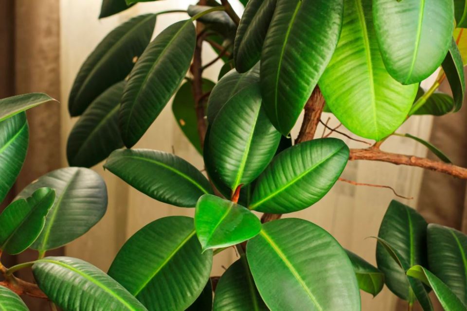 ficus elastica