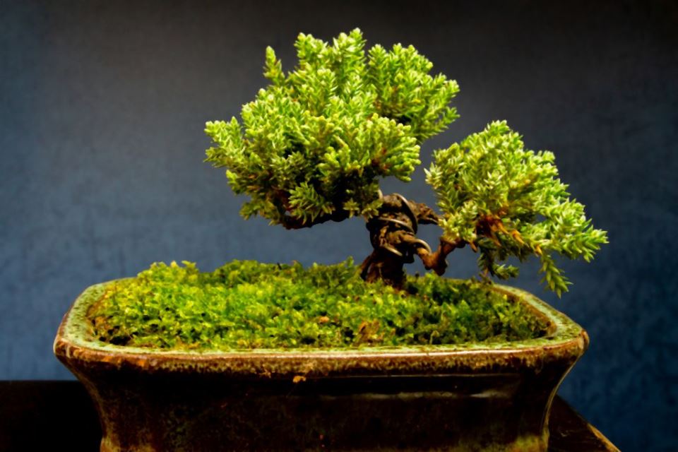 bonsai