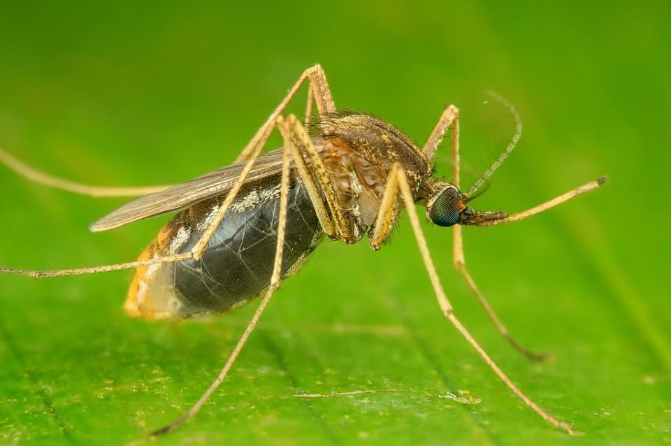 Posledice ujeda komaraca i kako se zaštititi