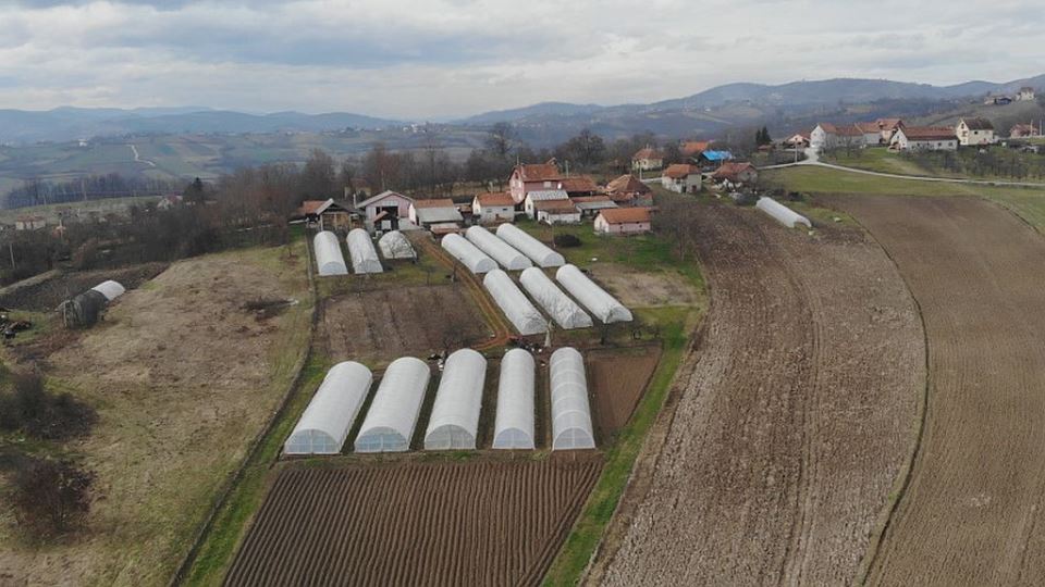 spanac proizvodnja u plasteniku