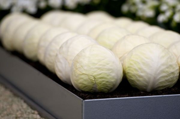 Kraljevski festival cveća, po stoti put!